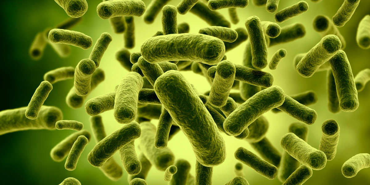 Bactérias Lactobacillus