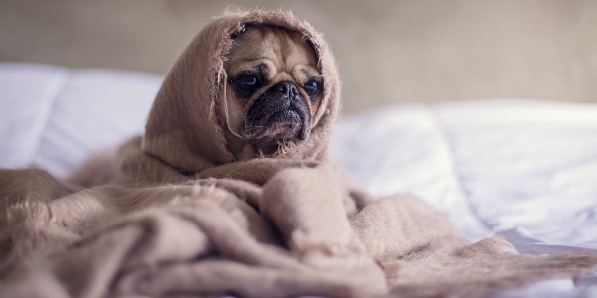 cão a dormir na cama